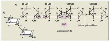 9. Irudia: Lotura glukosidikoa. A) Bi a-D (+) glukopiranosen arteko erreakzioaren xehetasuna. B) “Aulki” eraketan molekulak elkarri lotuta nola dauden agertzen duen xehetasuna.<br>